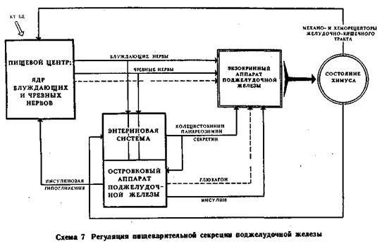 Механизмы регуляции вегетативных функций организма image008.jpg