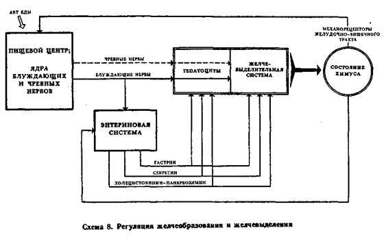 Механизмы регуляции вегетативных функций организма image009.jpg