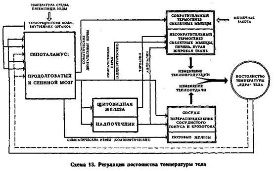 Механизмы регуляции вегетативных функций организма image014.jpg