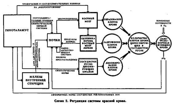 Механизмы регуляции вегетативных функций организма image003.jpg