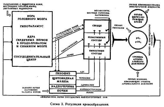 Механизмы регуляции вегетативных функций организма image004.jpg