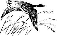 i_007.jpg
