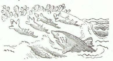 Сказки (илл. Конашевича В.М.) _134.jpg