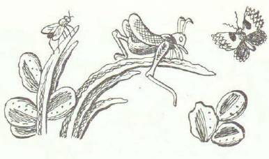 Сказки (илл. Конашевича В.М.) _135.jpg