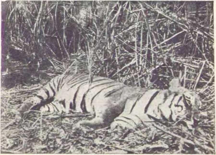 В джунглях Индии  i_011.jpg