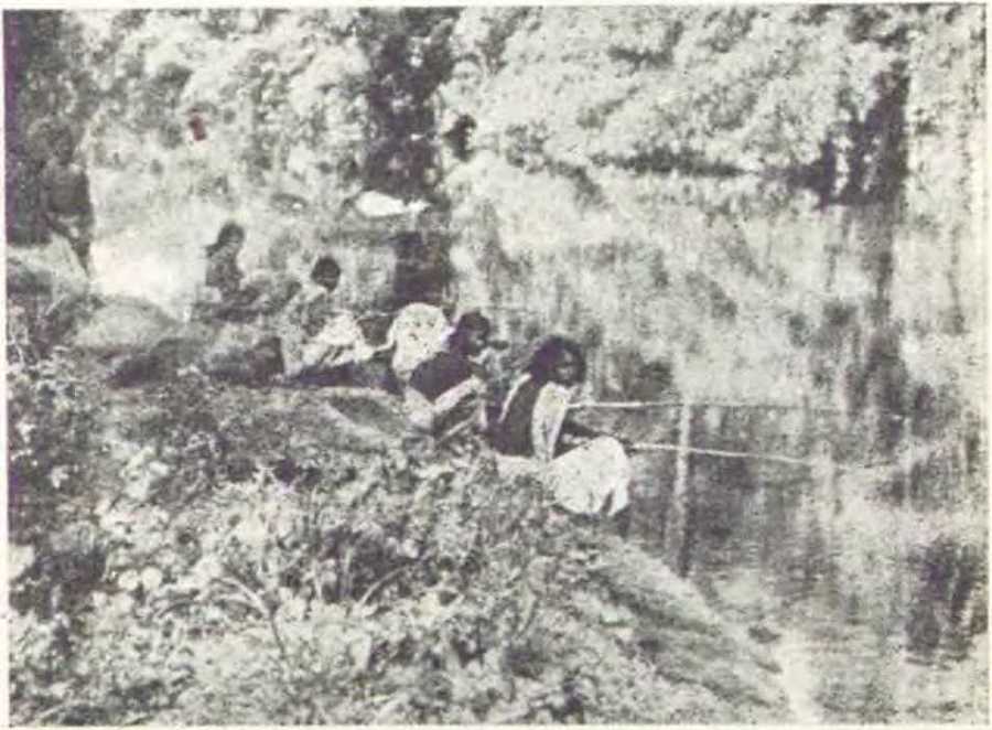 В джунглях Индии  i_013.jpg