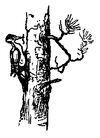 Живые фонарики pic_33.png