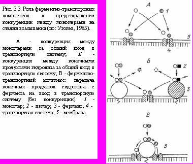 Теория адекватного питания и трофология _12.jpg