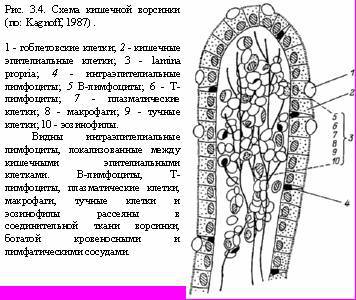 Теория адекватного питания и трофология _13.jpg