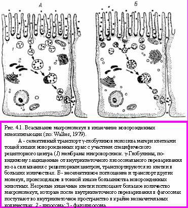 Теория адекватного питания и трофология _14.jpg
