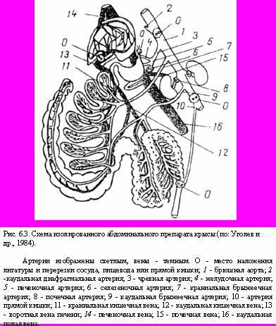 Теория адекватного питания и трофология _19.jpg