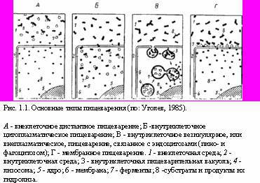 Теория адекватного питания и трофология _1.jpg