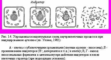 Теория адекватного питания и трофология _4.jpg
