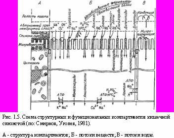 Теория адекватного питания и трофология _5.jpg