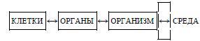 Раздумья о здоровье img513A.jpg