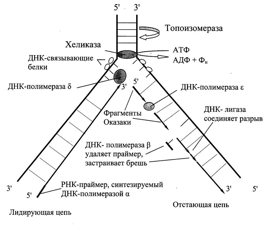Биологическая химия _2.jpg