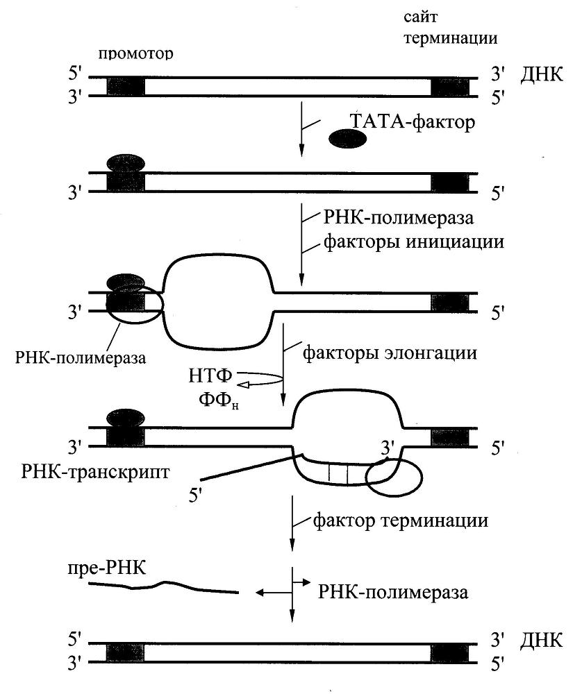 Биологическая химия _4.jpg