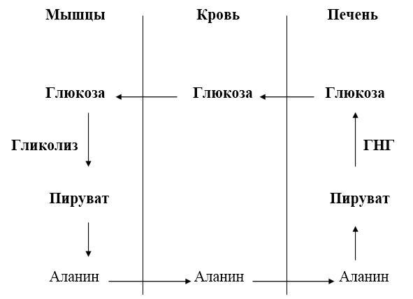 Биологическая химия _16.jpg