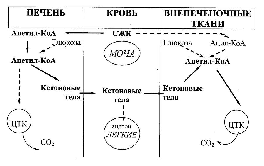 Биологическая химия _21.jpg