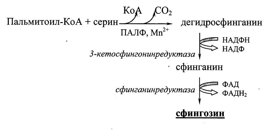 Биологическая химия _22.jpg