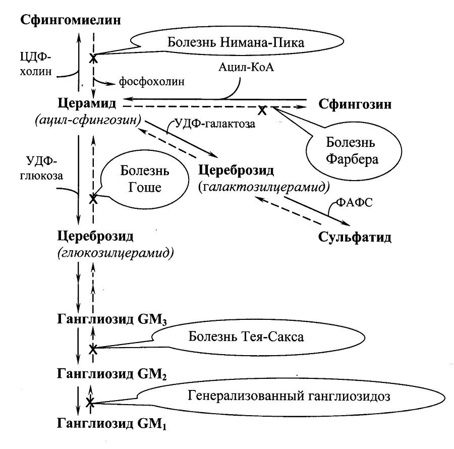 Биологическая химия _23.jpg