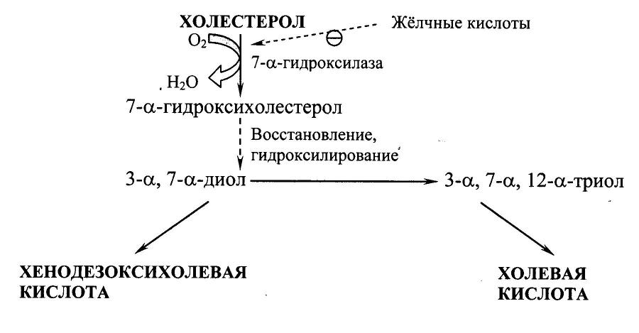 Биологическая химия _25.jpg