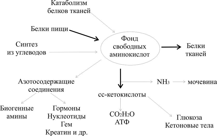 Биологическая химия _26.jpg