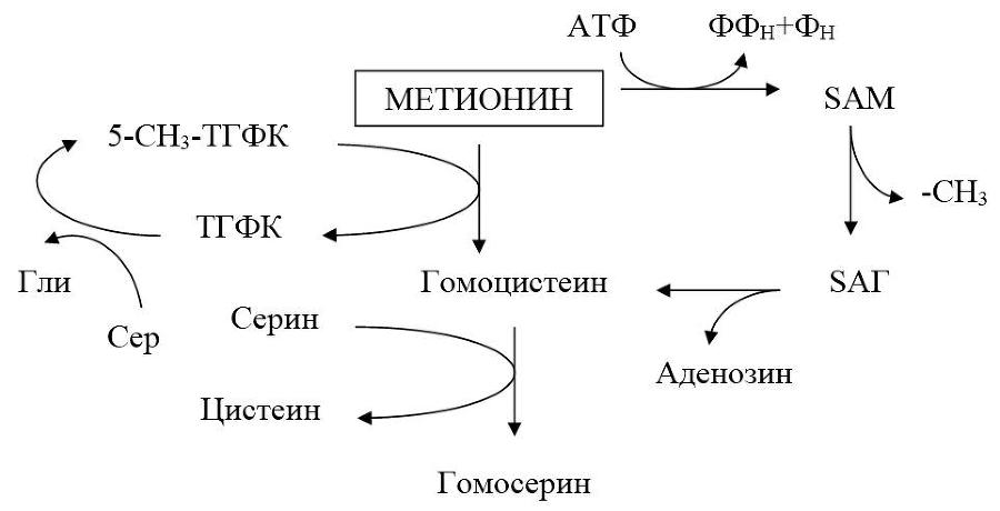 Биологическая химия _28.jpg
