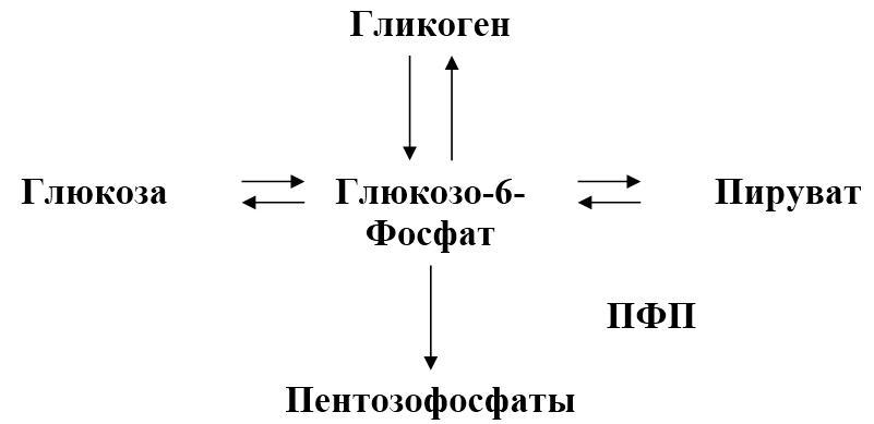 Биологическая химия _31.jpg