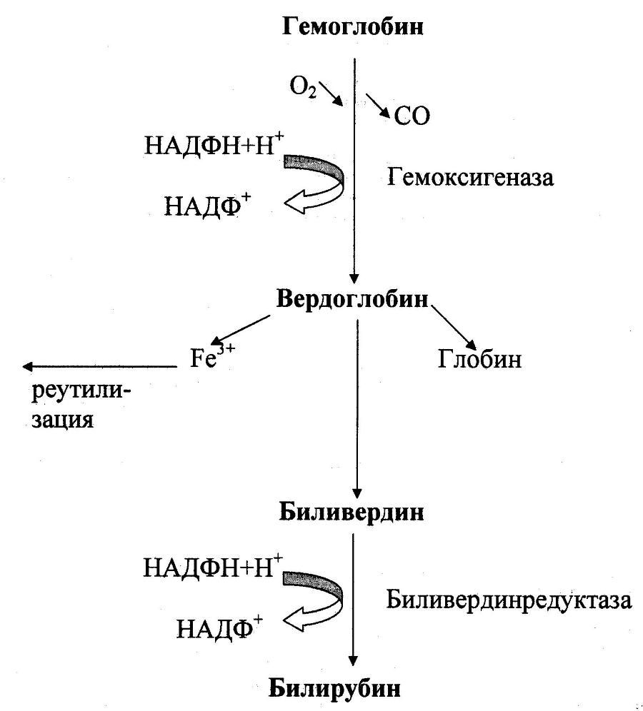 Биологическая химия _32.jpg