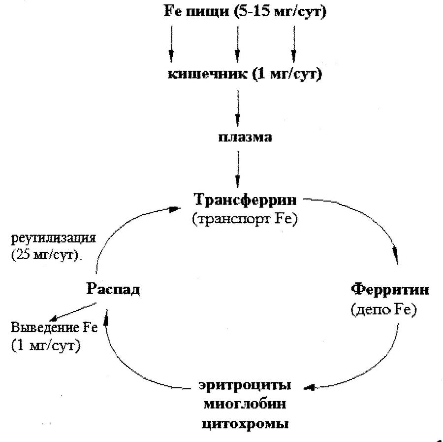 Биологическая химия _36.jpg