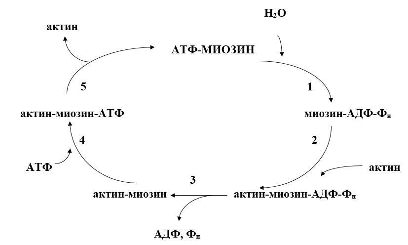 Биологическая химия _37.jpg