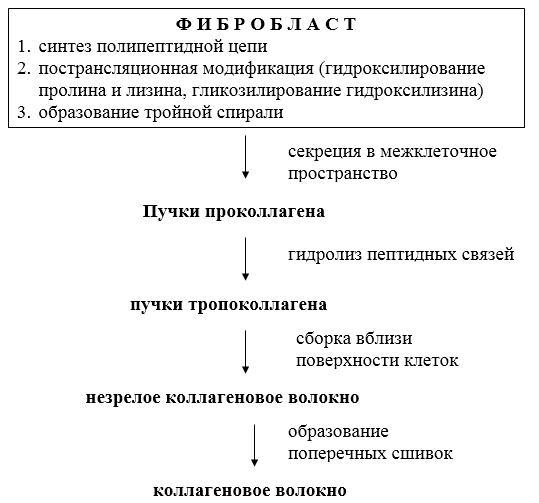 Биологическая химия _38.jpg