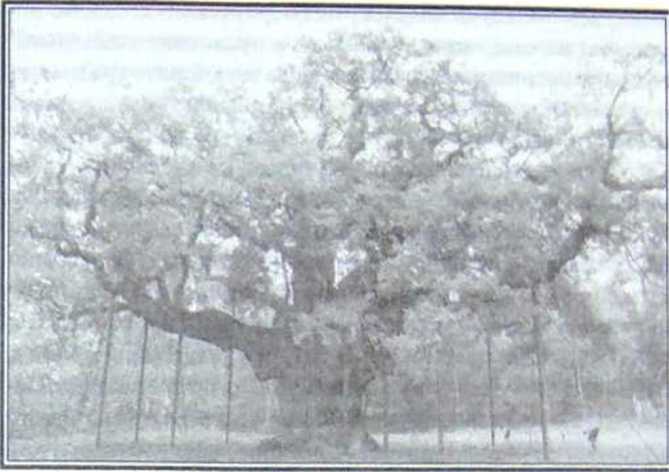 Великие тайны и загадки истории image71.jpg