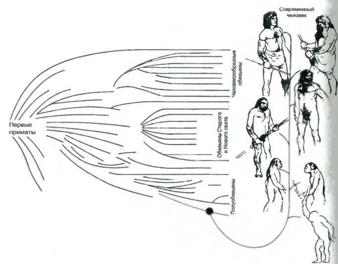 Древо познания image98.jpg