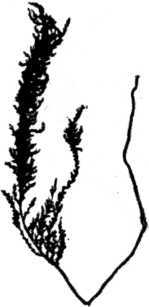 i_011.jpg