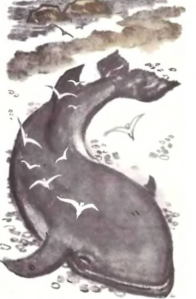 Песцовая земля _10.jpg