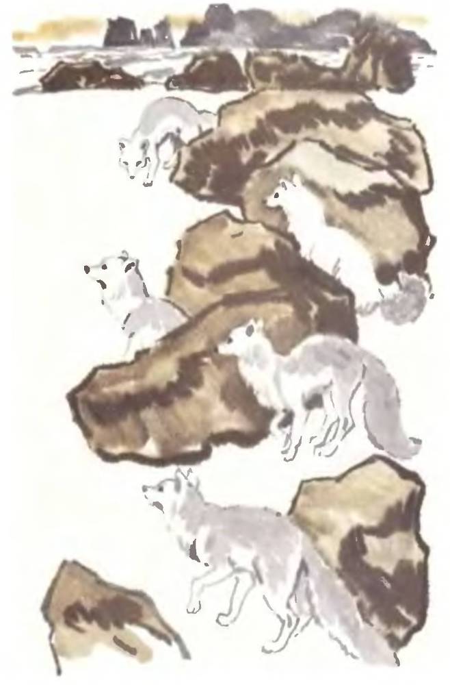 Песцовая земля _7.jpg