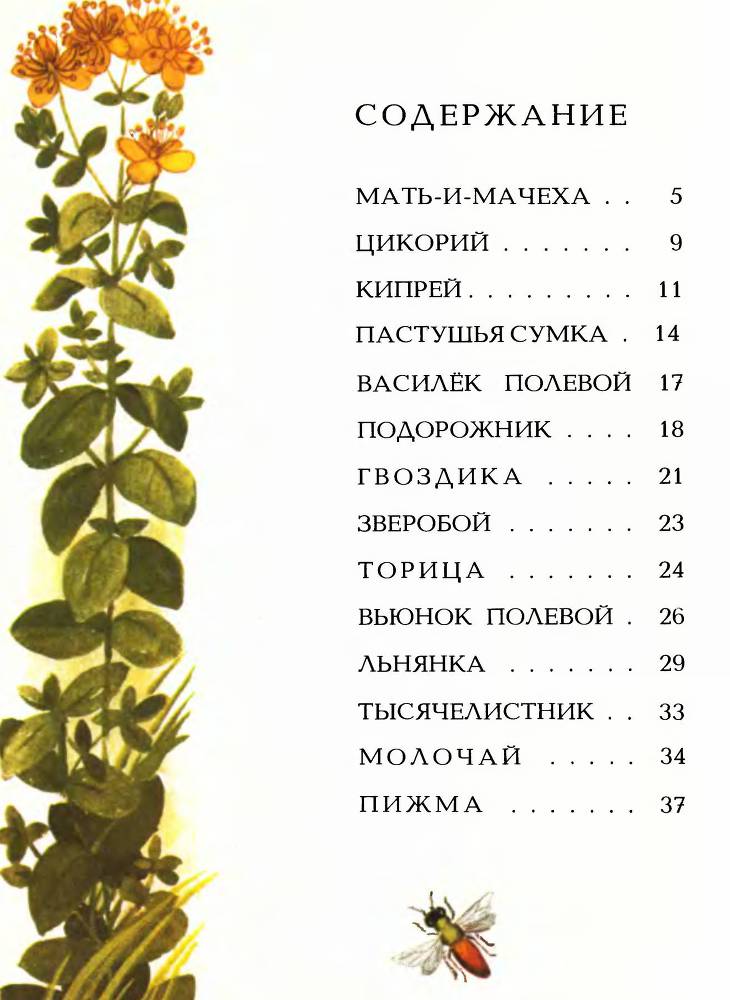 Тропинка полевая _17.jpg