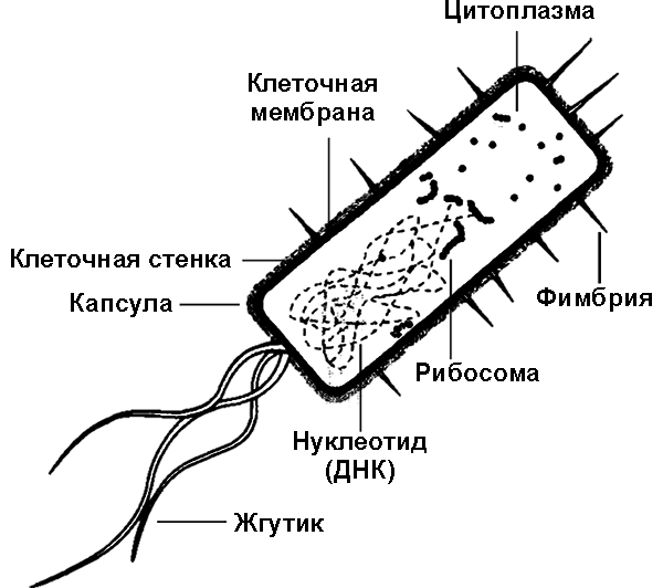 Лестница жизни. Десять величайших изобретений эволюции i_010.png