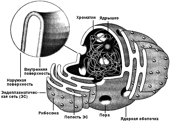 Лестница жизни. Десять величайших изобретений эволюции i_016.png