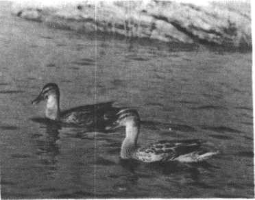 Глобус 1976 _148.jpg