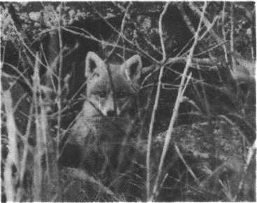 Глобус 1976 _149.jpg