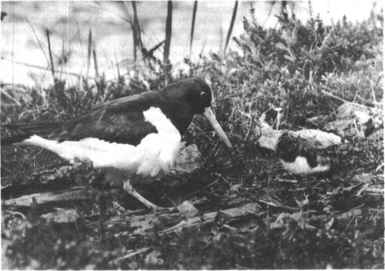 Глобус 1976 _150.jpg