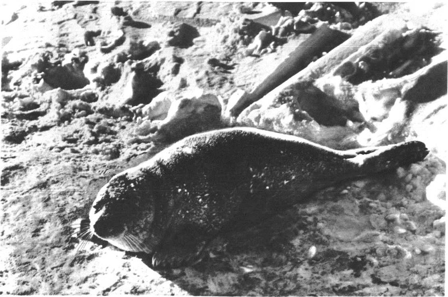 Глобус 1976 _155.jpg