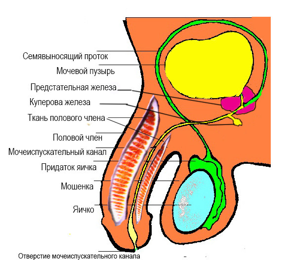 Половое воспитание детей и подростков image16_55f6a0cf5ff0f0d057f9619d_jpg.jpeg