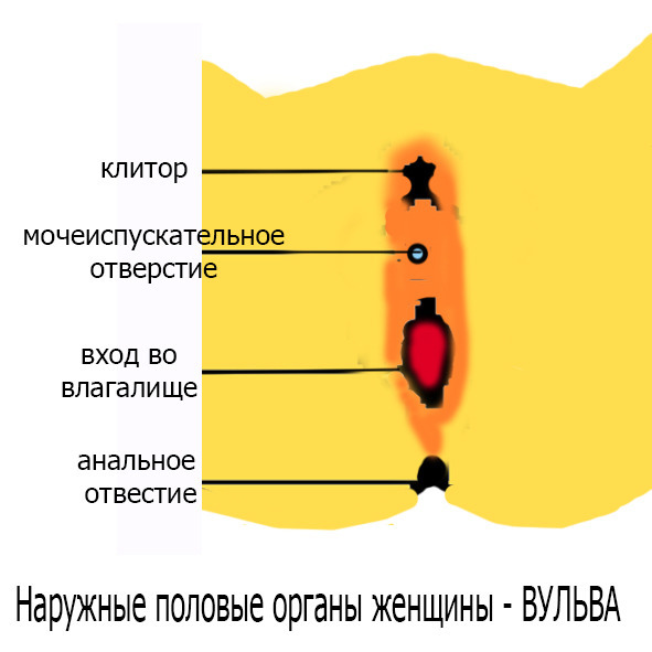 Половое воспитание детей и подростков image2_55f687f74b46621515a739d4_jpg.jpeg