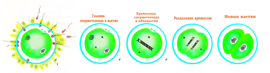 Половое воспитание детей и подростков image5_55f688964b46621515a739f2_jpg.jpeg