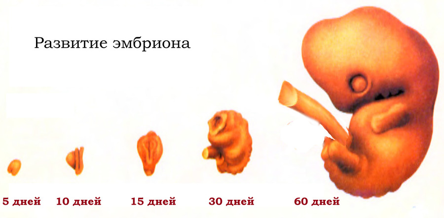 Половое воспитание детей и подростков image6_55f688c84b46621515a739f7_jpg.jpeg