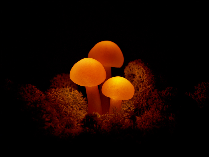 img30.jpg